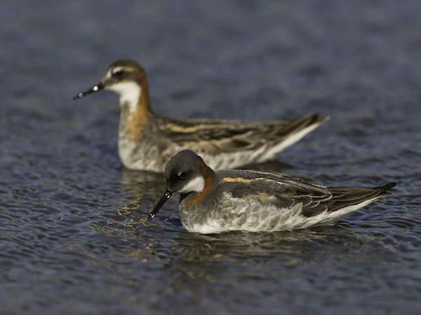 Vesipääsky, Red-necked Phalarope, Phalaropus lobatus