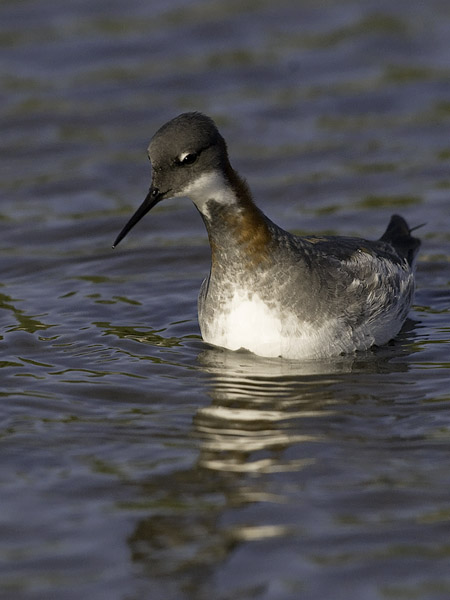 Vesipääsky, Red-necked Phalarope, Phalaropus lobatus