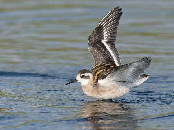 Vesipääsky, Red-necked Phalarope, Phalaropus lobatus