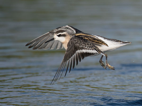 Vesipääsky, Red-necked Phalarope, Phalaropus lobatus