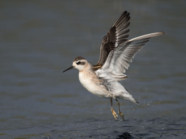 Vesipääsky, Red-necked Phalarope, Phalaropus lobatus