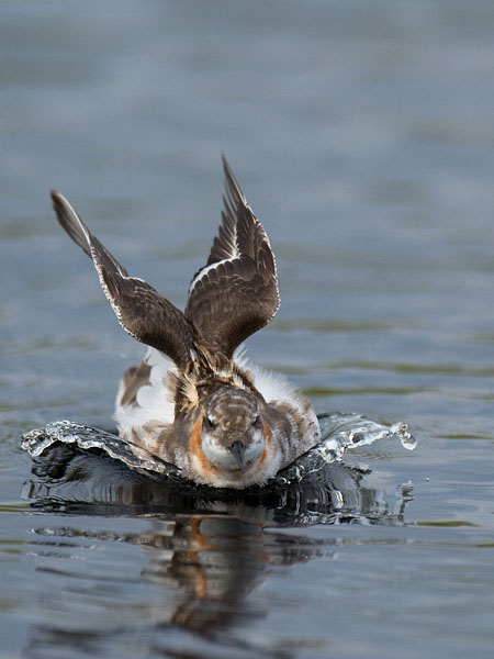 Vesipääsky, Red-necked Phalarope, Phalaropus lobatus