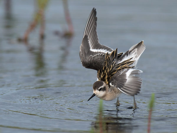 Vesipääsky, Red-necked Phalarope, Phalaropus lobatus