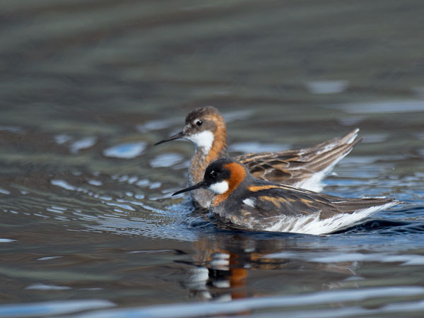 Vesipääsky, Red-necked Phalarope, Phalaropus lobatus
