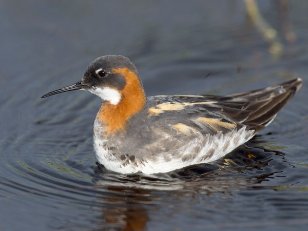 Vesipääsky, Red-necked Phalarope, Phalaropus lobatus
