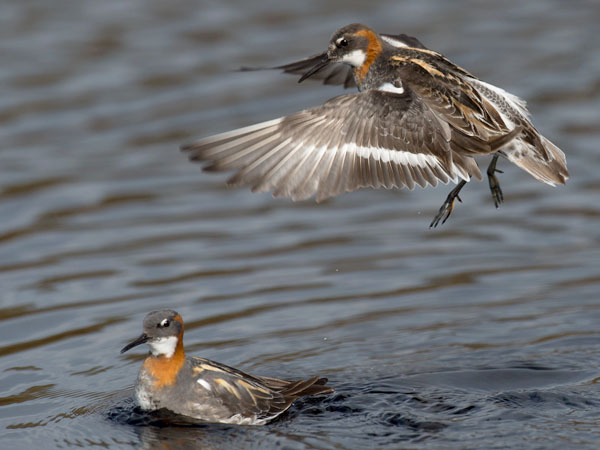 Vesipääsky, Red-necked Phalarope, Phalaropus lobatus