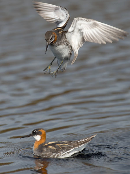 Vesipääsky, Red-necked Phalarope, Phalaropus lobatus