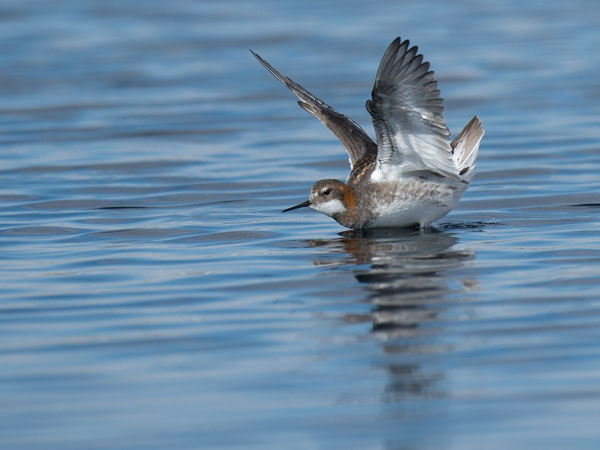 Vesipääsky, Red-necked Phalarope, Phalaropus lobatus