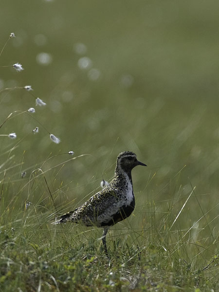 Kapustarinta, European Golden Plover, Pluvialis apricaria