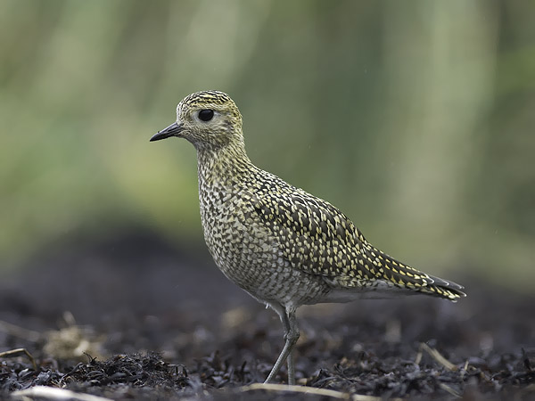 Kapustarinta, European Golden Plover, Pluvialis apricaria