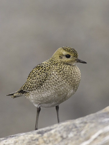Kapustarinta, European Golden Plover, Pluvialis apricaria