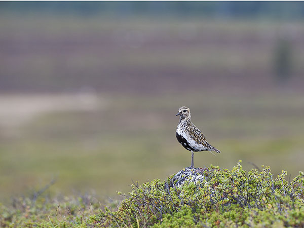 Kapustarinta, European Golden Plover, Pluvialis apricaria