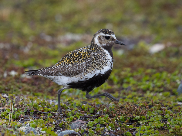 Kapustarinta, European Golden Plover, Pluvialis apricaria