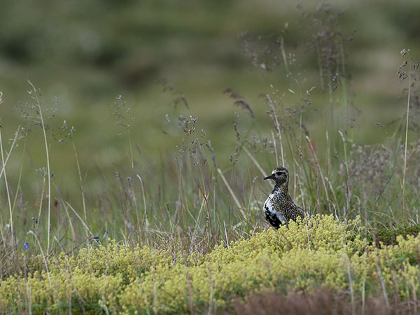 Kapustarinta, European Golden Plover, Pluvialis apricaria