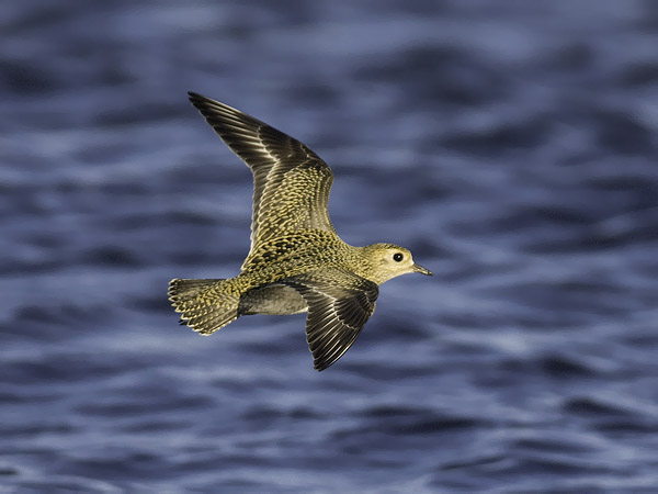 Kapustarinta, European Golden Plover, Pluvialis apricaria