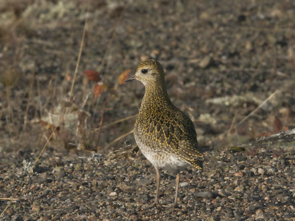 Kapustarinta, European Golden Plover, Pluvialis apricaria