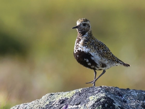 Kapustarinta, European Golden Plover, Pluvialis apricaria