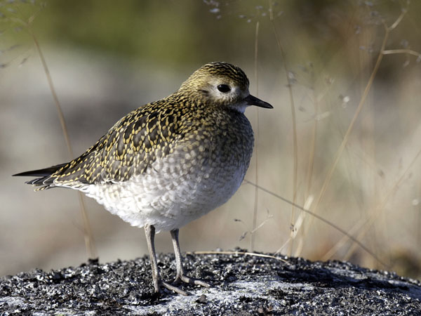 Kapustarinta, European Golden Plover, Pluvialis apricaria