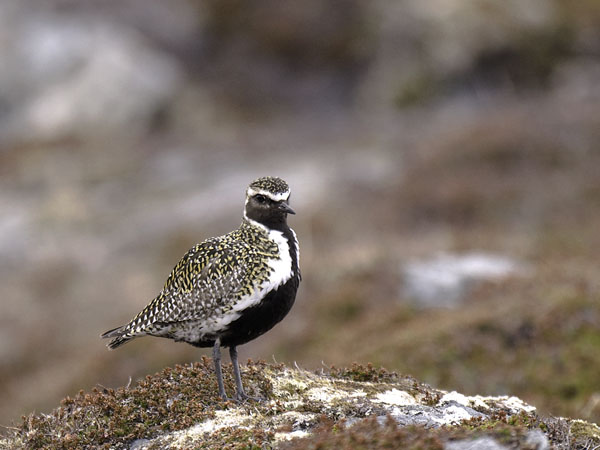 Kapustarinta, European Golden Plover, Pluvialis apricaria