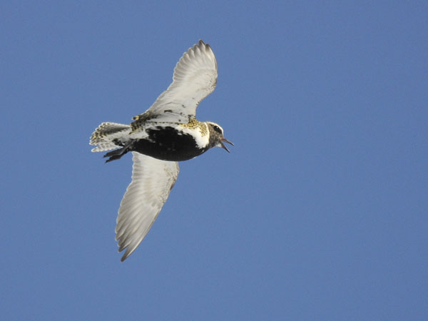Kapustarinta, European Golden Plover, Pluvialis apricaria
