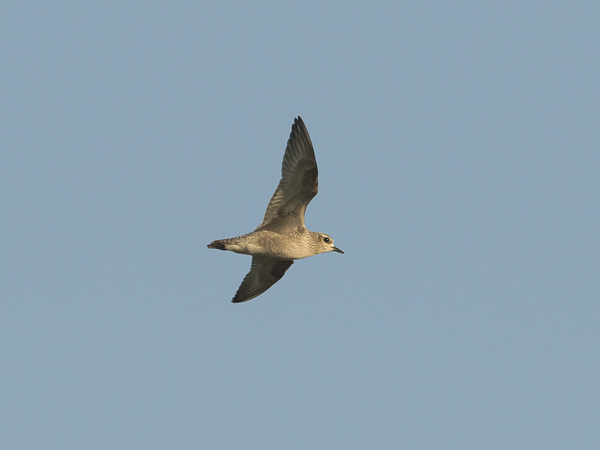 Amerikankurmitsa, American Golden Plover, Pluvialis dominica