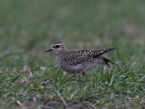 Amerikankurmitsa, American Golden Plover, Pluvialis dominica
