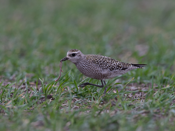 Amerikankurmitsa, American Golden Plover, Pluvialis dominica