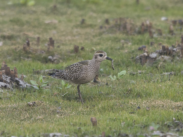 Amerikankurmitsa, American Golden Plover, Pluvialis dominica