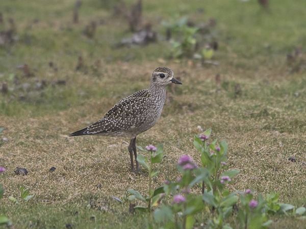 Amerikankurmitsa, American Golden Plover, Pluvialis dominica