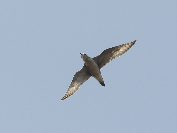 Amerikankurmitsa, American Golden Plover, Pluvialis dominica