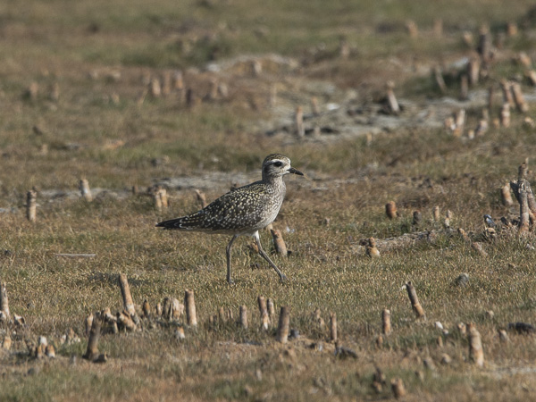 Amerikankurmitsa, American Golden Plover, Pluvialis dominica