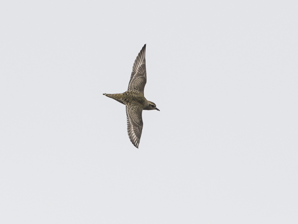 Amerikankurmitsa, American Golden Plover, Pluvialis dominica