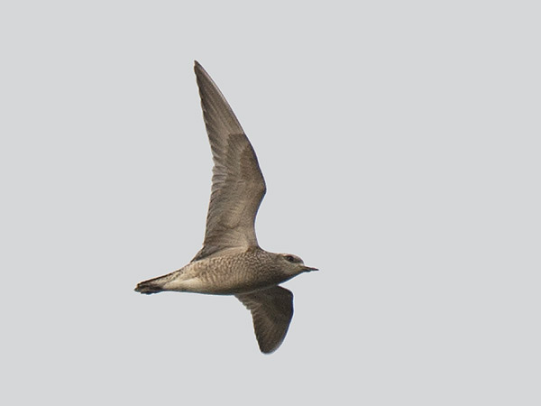 Amerikankurmitsa, American Golden Plover, Pluvialis dominica