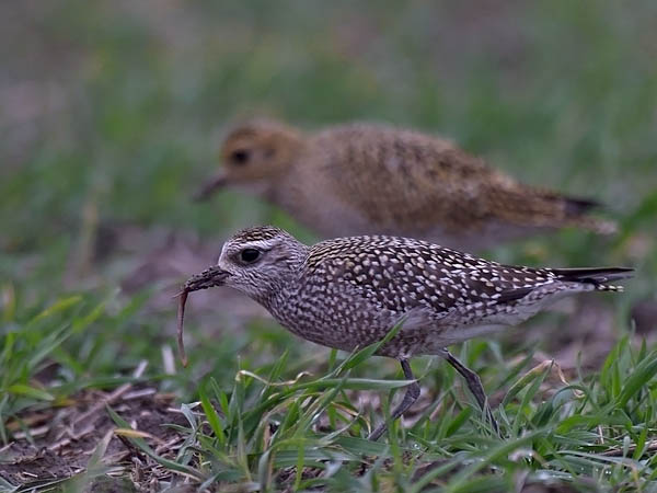 Amerikankurmitsa, American Golden Plover, Pluvialis dominica