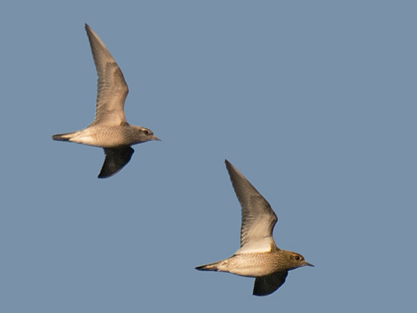 Amerikankurmitsa, American Golden Plover, Pluvialis dominica
