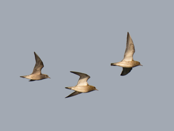 Amerikankurmitsa, American Golden Plover, Pluvialis dominica