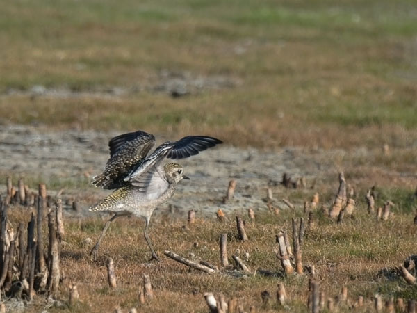 Amerikankurmitsa, American Golden Plover, Pluvialis dominica