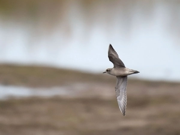 Amerikankurmitsa, American Golden Plover, Pluvialis dominica