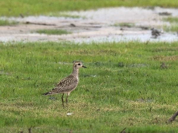 Amerikankurmitsa, American Golden Plover, Pluvialis dominica