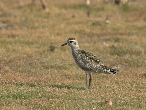 Amerikankurmitsa, American Golden Plover, Pluvialis dominica