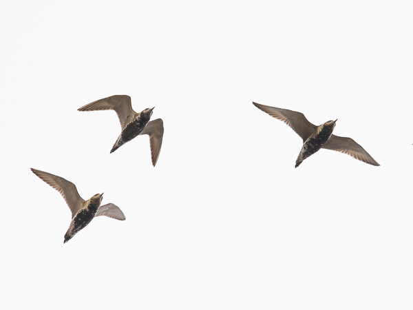 Siperiankurmitsa, Pacific Golden Plover, Pluvialis fulva