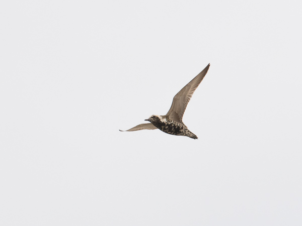 Siperiankurmitsa, Pacific Golden Plover, Pluvialis fulva