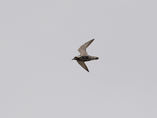 Siperiankurmitsa, Pacific Golden Plover, Pluvialis fulva