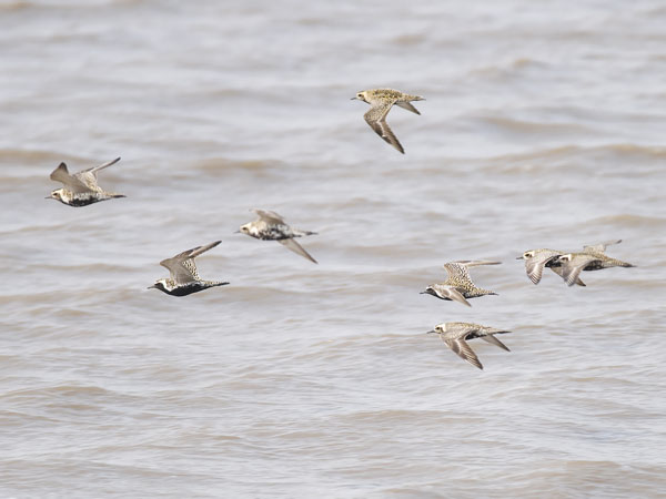 Siperiankurmitsa, Pacific Golden Plover, Pluvialis fulva