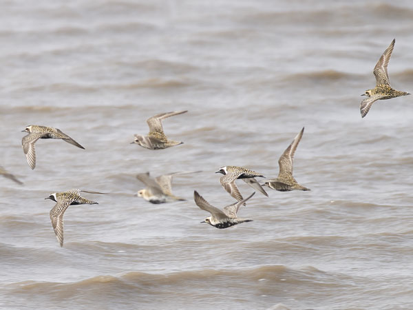 Siperiankurmitsa, Pacific Golden Plover, Pluvialis fulva