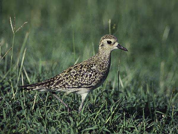 Siperiankurmitsa, Pacific Golden Plover, Pluvialis fulva