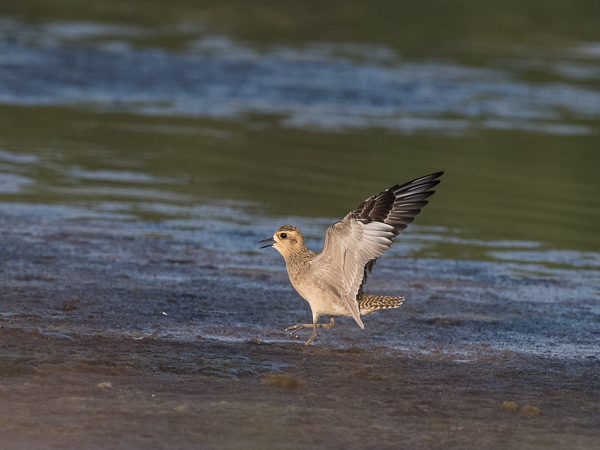 Siperiankurmitsa, Pacific Golden Plover, Pluvialis fulva