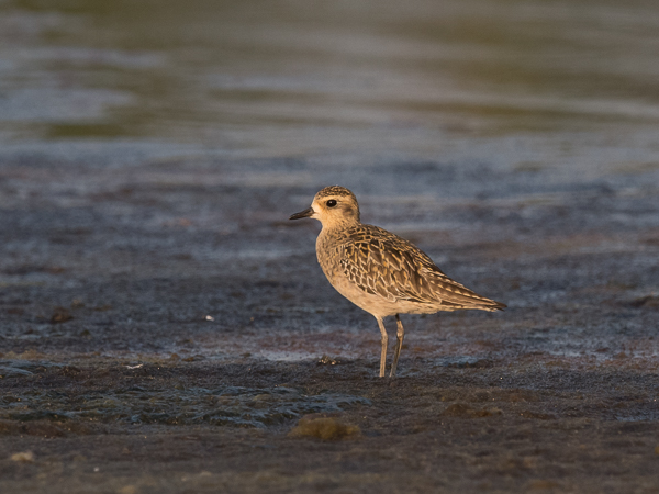 Siperiankurmitsa, Pacific Golden Plover, Pluvialis fulva