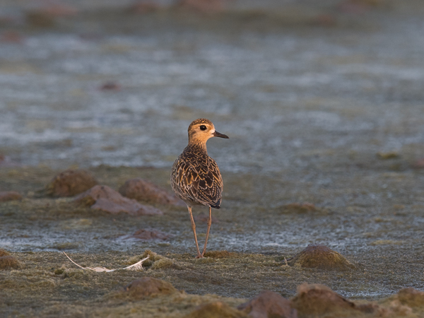 Siperiankurmitsa, Pacific Golden Plover, Pluvialis fulva