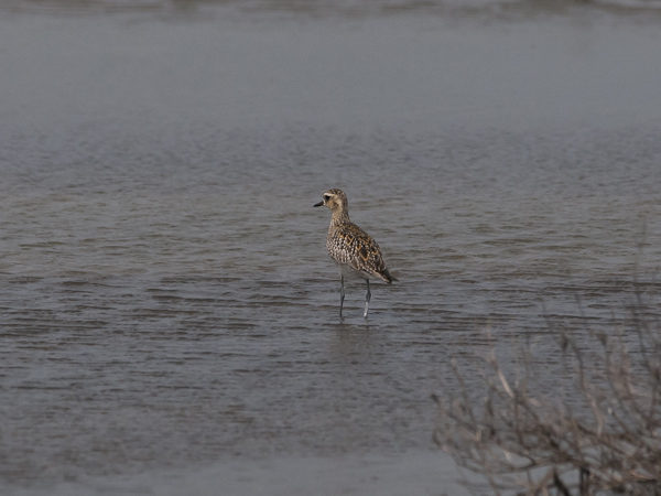 Siperiankurmitsa, Pacific Golden Plover, Pluvialis fulva